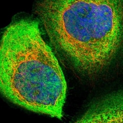 ZNF313 Antibody, Novus Biologicals 25 &mu;L; Unlabeled:Antibodies, Polyclonal